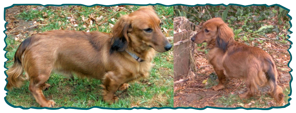 6 month old long haired dachshund