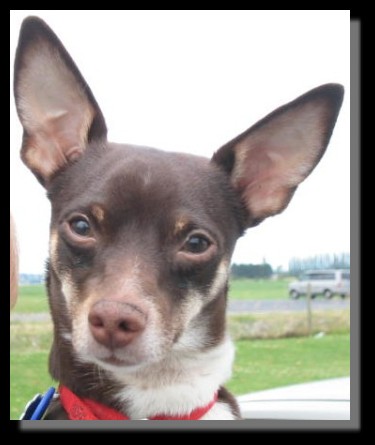 Chiwawa Miniature Pinscher